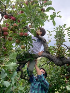 Apple picking